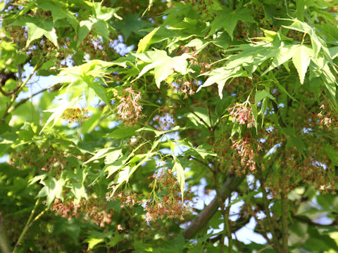 Acer amoenum