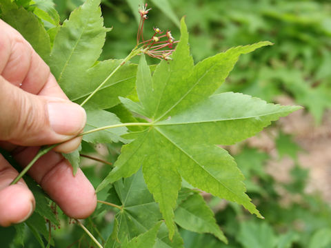 Acer amoenum