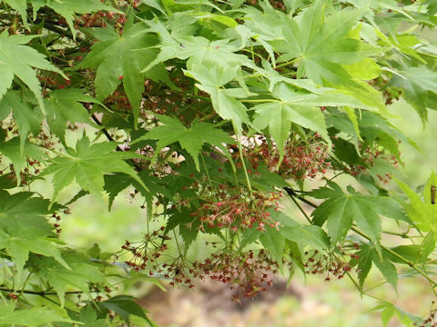 Acer amoenum