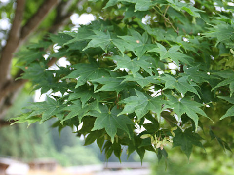 Acer amoenum