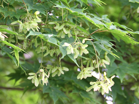 Acer amoenum