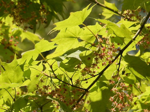 Acer amoenum