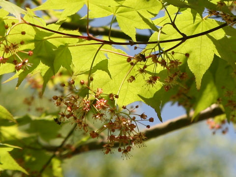 Acer amoenum