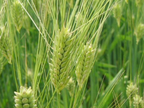 Hordeum vulgare