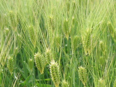 Hordeum vulgare