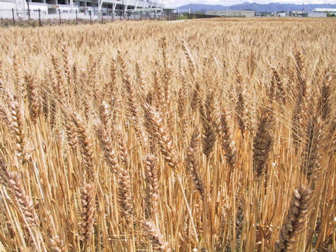 Hordeum vulgare