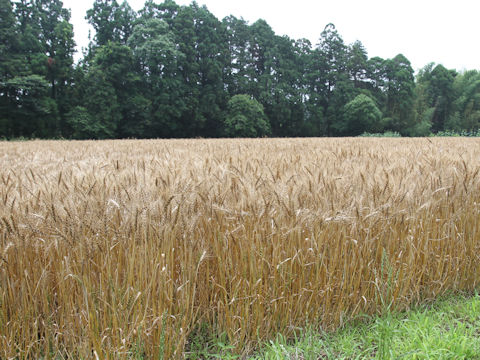 Hordeum vulgare