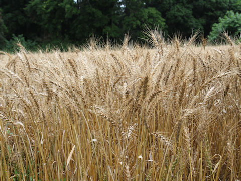 Hordeum vulgare