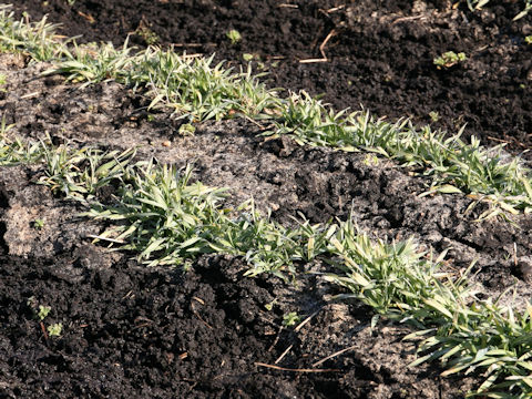 Hordeum vulgare