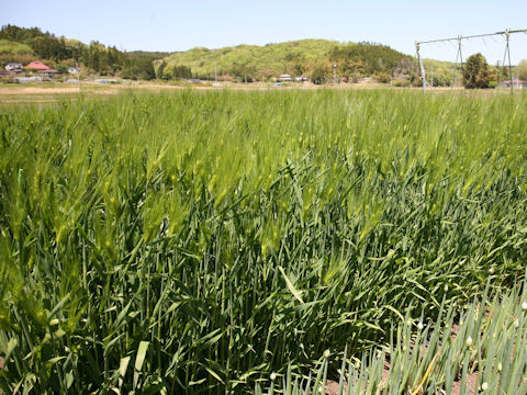 Hordeum vulgare