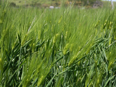 Hordeum vulgare