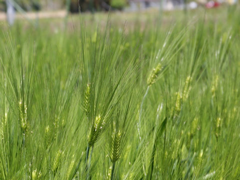 Hordeum vulgare