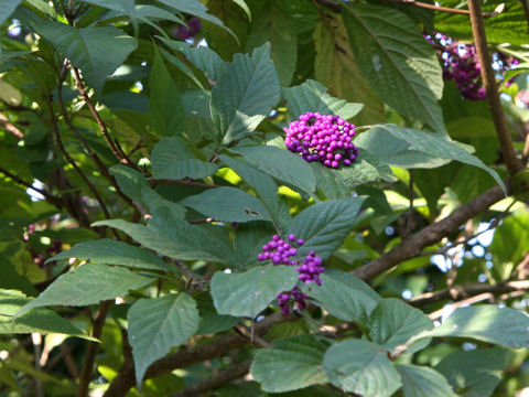 Callicarpa japonica var. luxurians