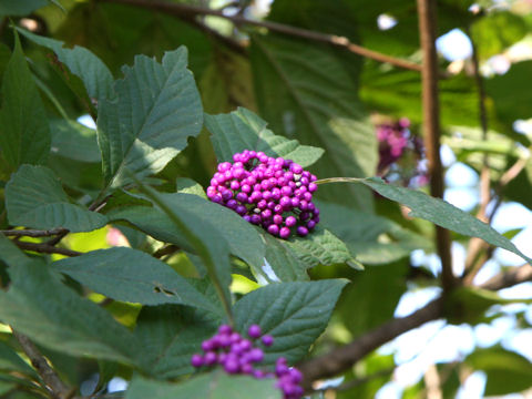 Callicarpa japonica var. luxurians