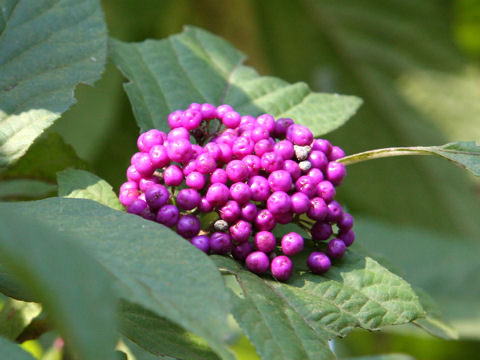 Callicarpa japonica var. luxurians