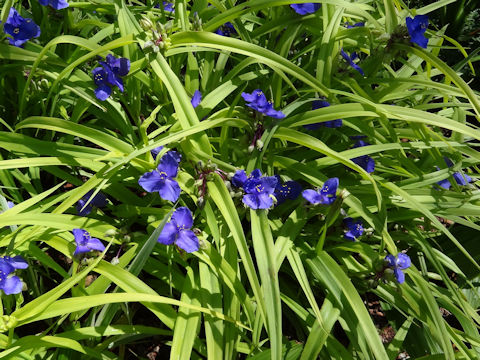 Tradescantia virginiana