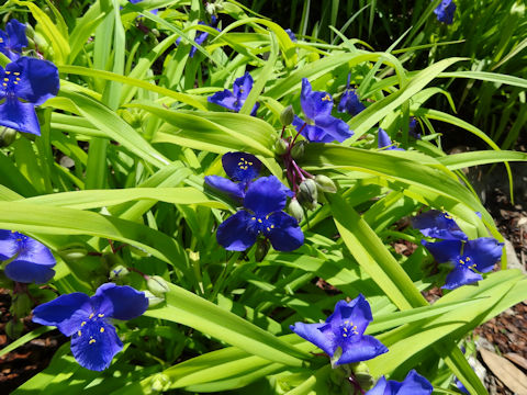 Tradescantia virginiana