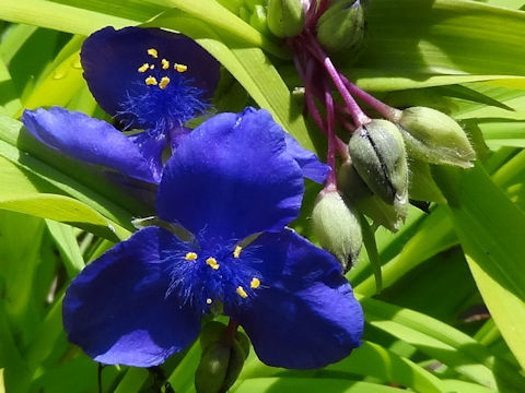 Tradescantia virginiana