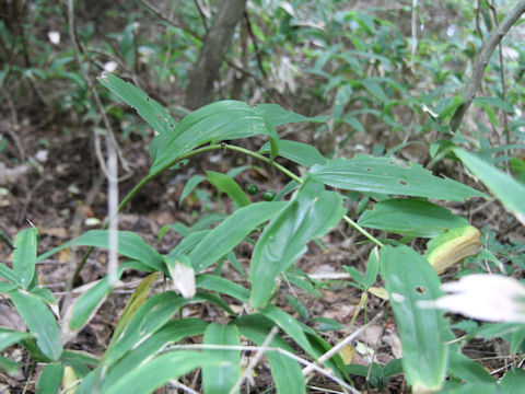 Polygonatum macranthum