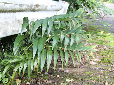 Polygonatum macranthum