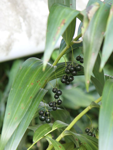 Polygonatum macranthum