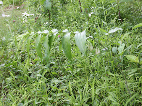 Polygonatum macranthum