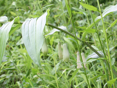 Polygonatum macranthum