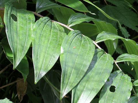 Polygonatum macranthum