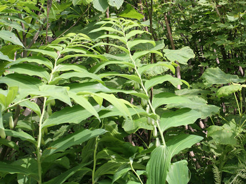 Polygonatum macranthum