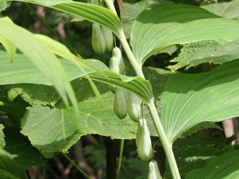 Polygonatum macranthum