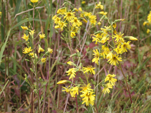 Prenanthes tanakae