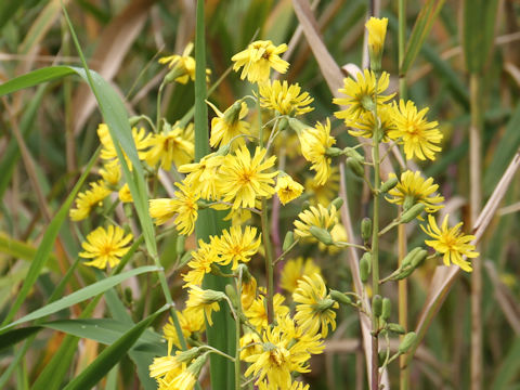 Prenanthes tanakae