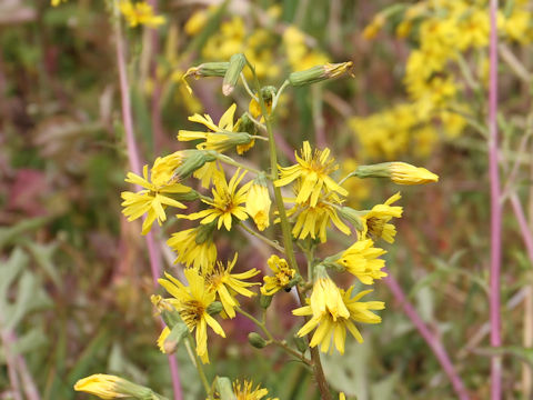 Prenanthes tanakae