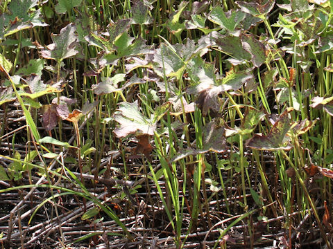 Prenanthes tanakae