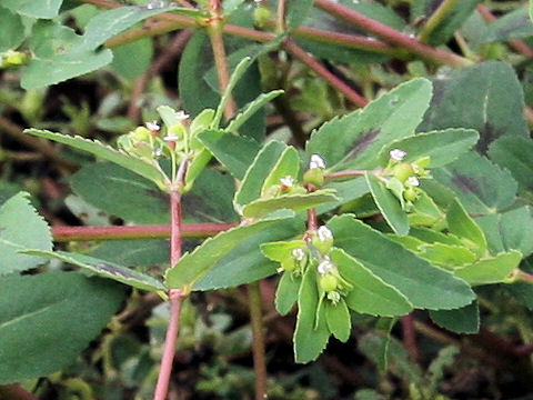 Euphorbia maculata