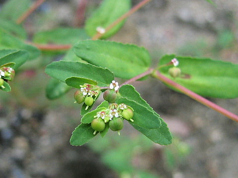 Euphorbia maculata