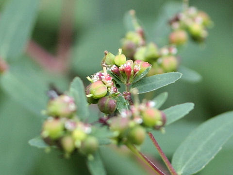 Euphorbia maculata