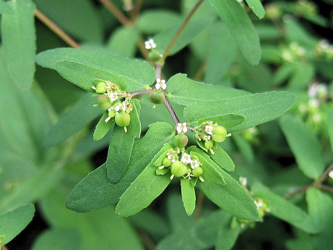 Euphorbia maculata