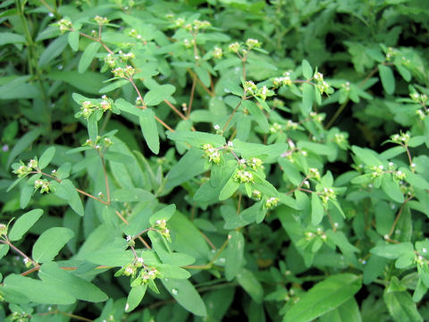 Euphorbia maculata