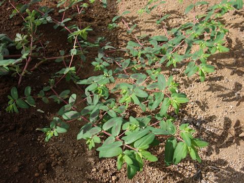 Euphorbia maculata