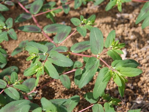 Euphorbia maculata