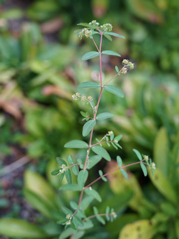 Euphorbia maculata