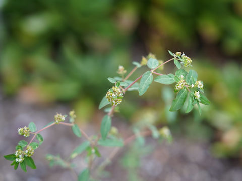 Euphorbia maculata