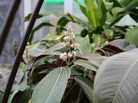 Miconia calvescens