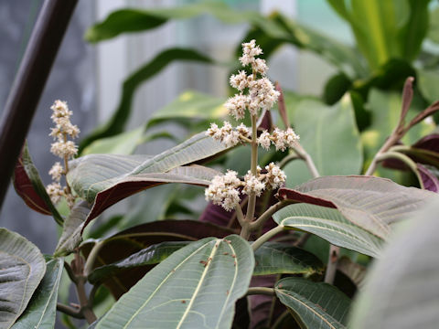 Miconia calvescens