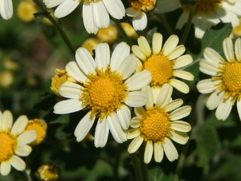 Chrysanthemum crassum