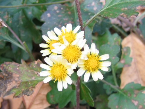 Chrysanthemum crassum