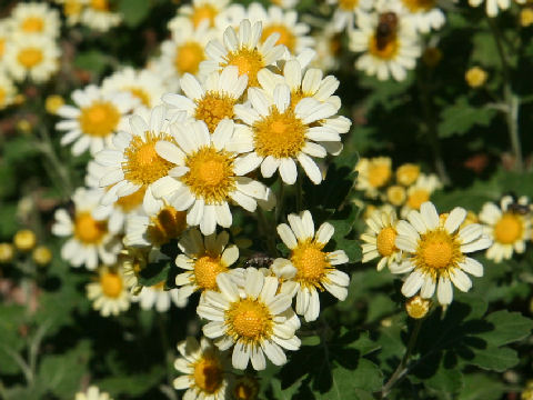 Chrysanthemum crassum