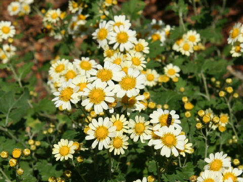 Chrysanthemum crassum