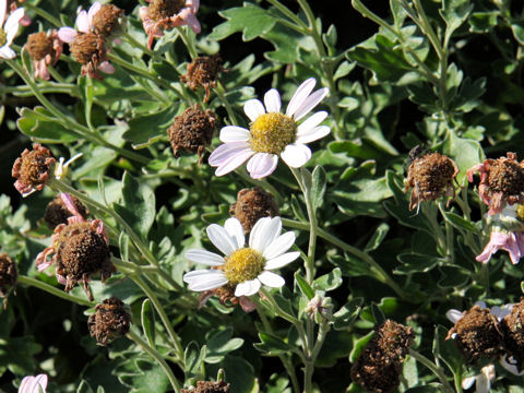 Chrysanthemum crassum